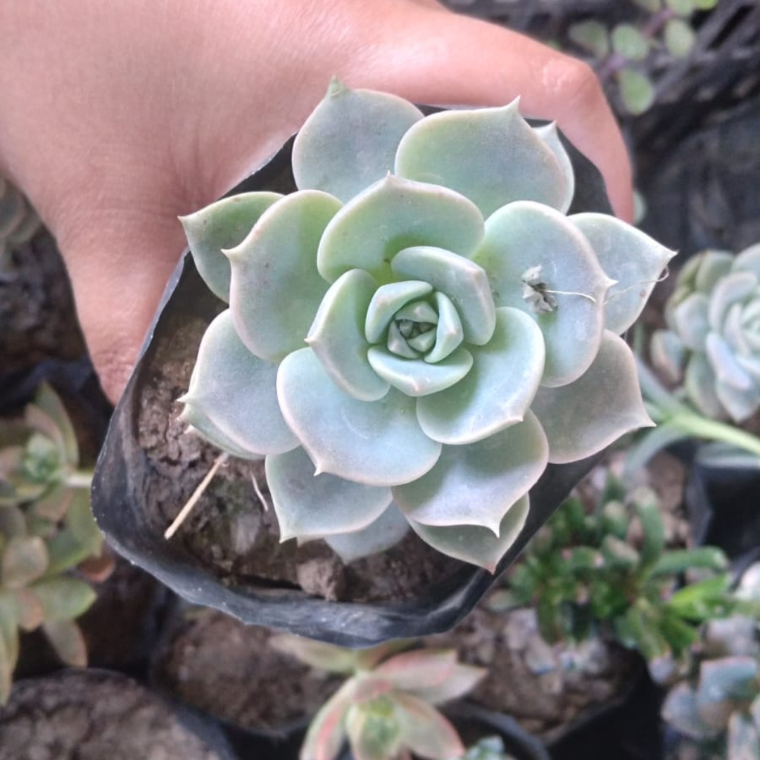 Graptoveria Titubans succulent plant in a nursery pot, perfect for adding greenery to your space from Plant Orbit.