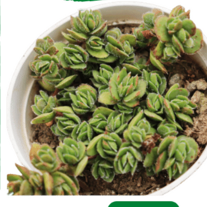 crassula david succulent Buy Crassula 'David' Succulents Plant Online In India – Plant Orbit