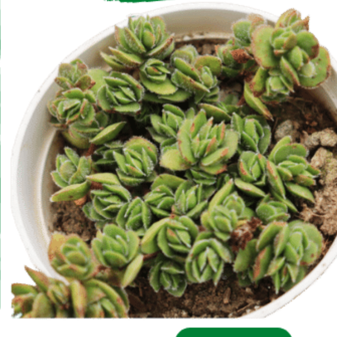 Top view of Green Ice Flower succulent plant in a white pot, available at Plant Orbit.