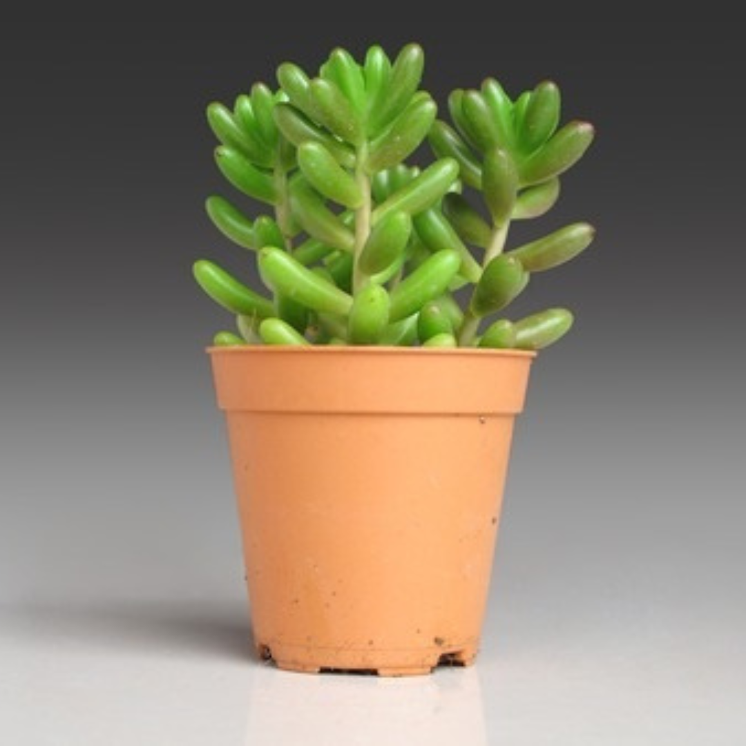 A lush Green Jelly Beans succulent plant in a terracotta pot, showcasing its plump green leaves. Available at Plant Orbit.