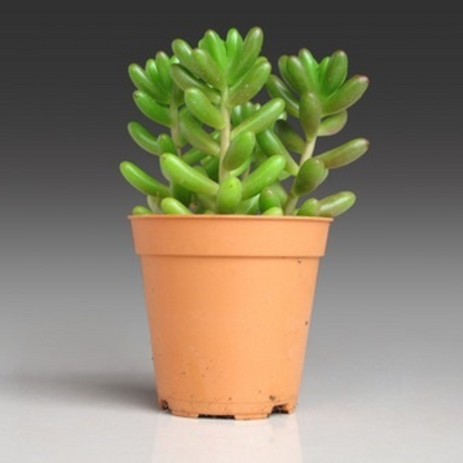 A lush Green Jelly Beans succulent plant in a terracotta pot, showcasing its plump green leaves. Available at Plant Orbit.