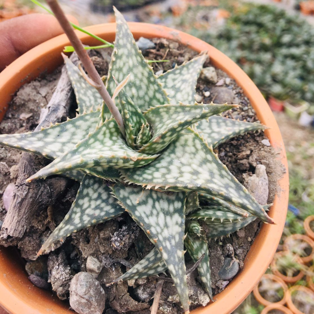 Healthy Green Stripe Aloe succulent with detailed patterns, sold at Plant Orbit.