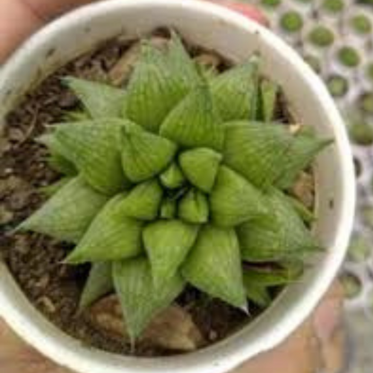 HAWORTHIA-MIRABILIS plant-orbit