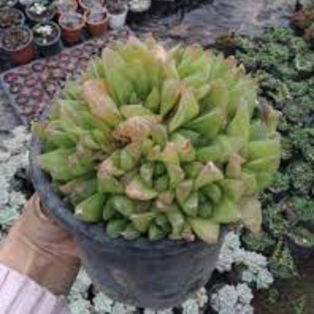 HAWORTHIA CREST plant-orbit