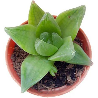HAWORTHIA CYMBIFORMIS plant-orbit