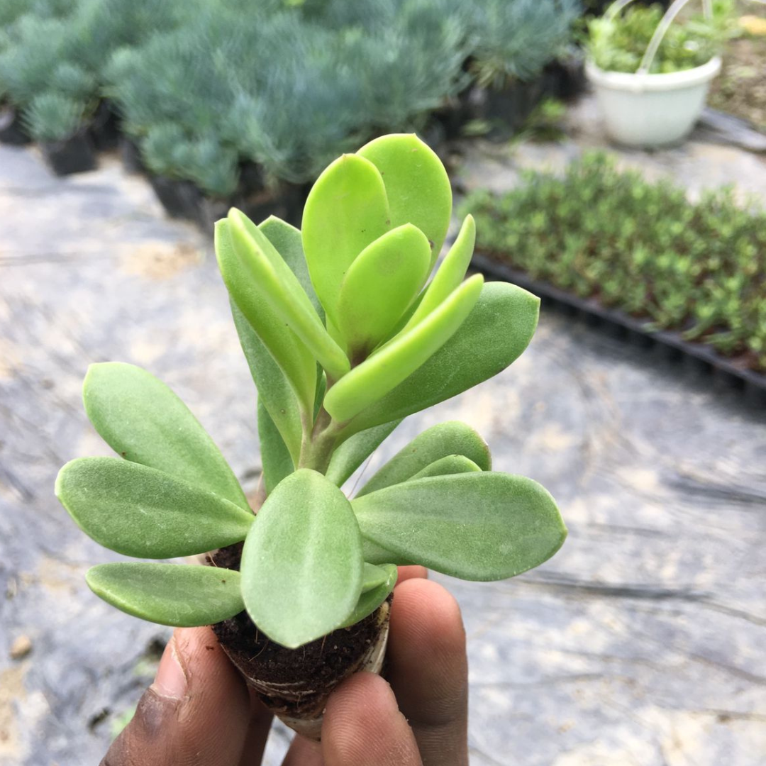 Healthy Hanging Crassula succulent in a nursery pot, ready for online purchase at Plant Orbit.