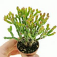 Close-up of Hatiora Salicornioides succulent plant held in hand, highlighting its unique branching stems for Plant Orbit.