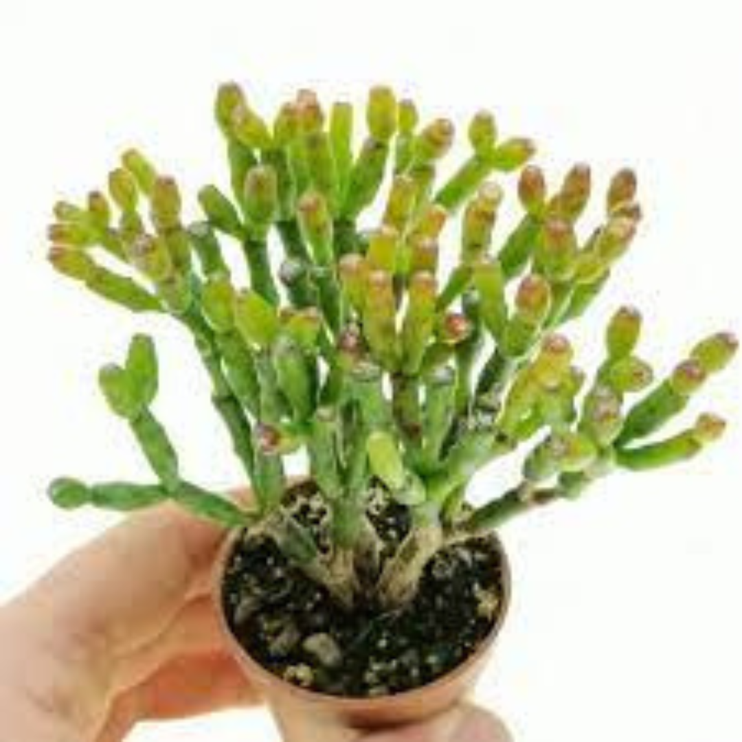 Close-up of Hatiora Salicornioides succulent plant held in hand, highlighting its unique branching stems for Plant Orbit.