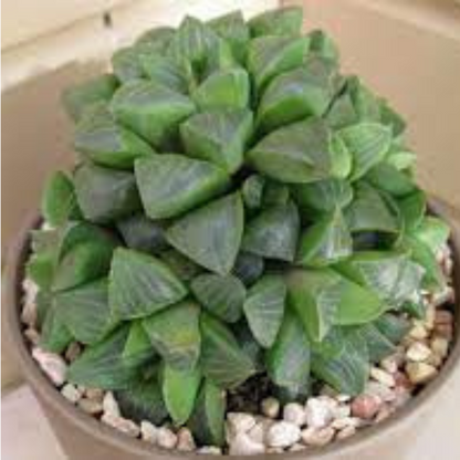 Haworthia Pygmea plant-orbit