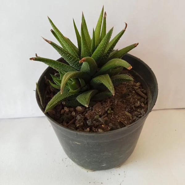 Haworthia atteunata succulent plant in a black pot with rich soil, perfect for indoor decoration.