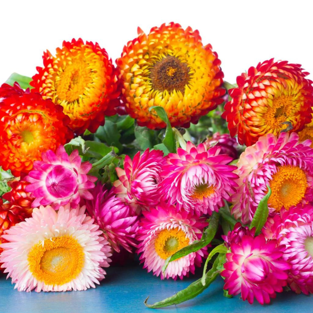 Helichorem Color Helichrysum Mixed Hybrid Flower Seeds Online In India – Plant Orbit