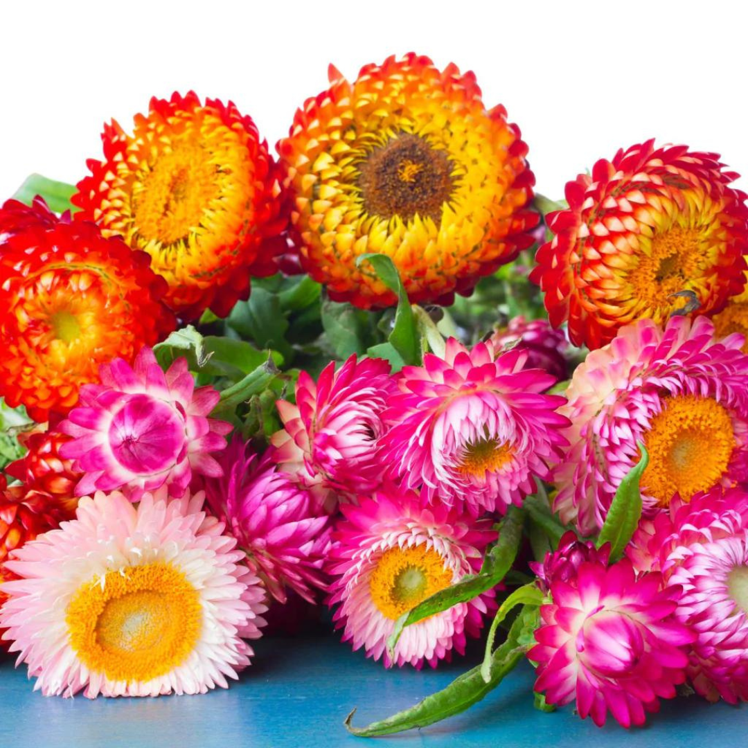 Helichrysum Mixed Hybrid Flower Seed (40 seeds) plant-orbit