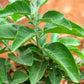 ASHWAGANDHA HYBRID SEEDS (40-50 seeds) plant-orbit