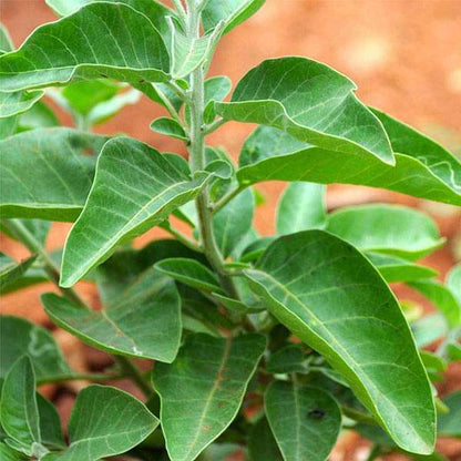 ashwagandha plant seeds Buy Ashwagandha Hybrid Herb (Open Pollinated)