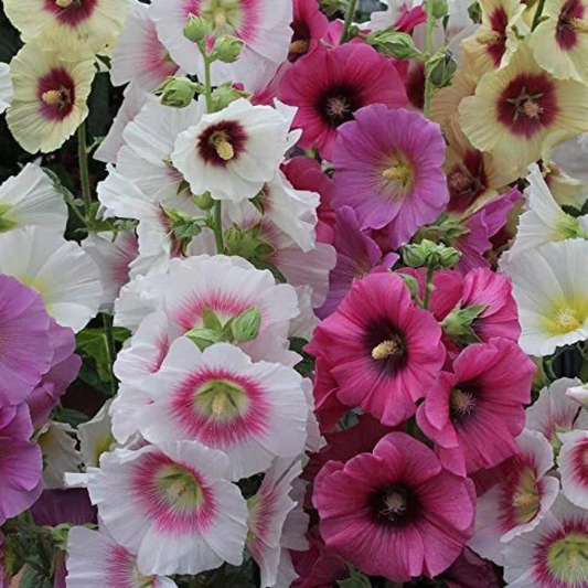 Hollyhock Mix Hybrid Seeds (25 seeds) plant-orbit