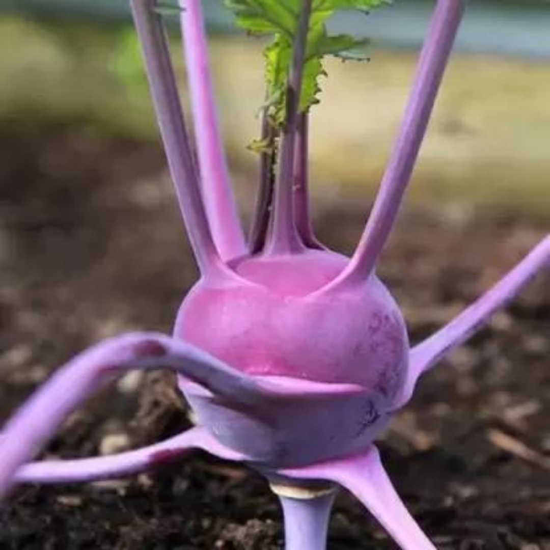 KNOL KNOL PURPLE HYBRID SEEDS (100 seeds) plant-orbit