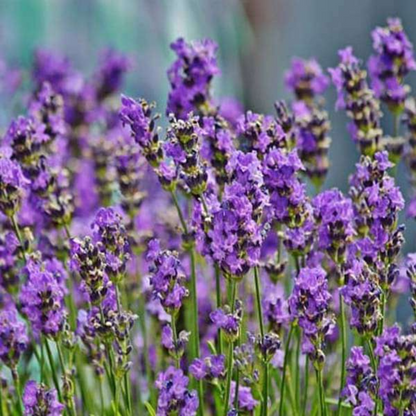 LAVENDER HYBRID SEEDS (30-40 seeds) plant-orbit
