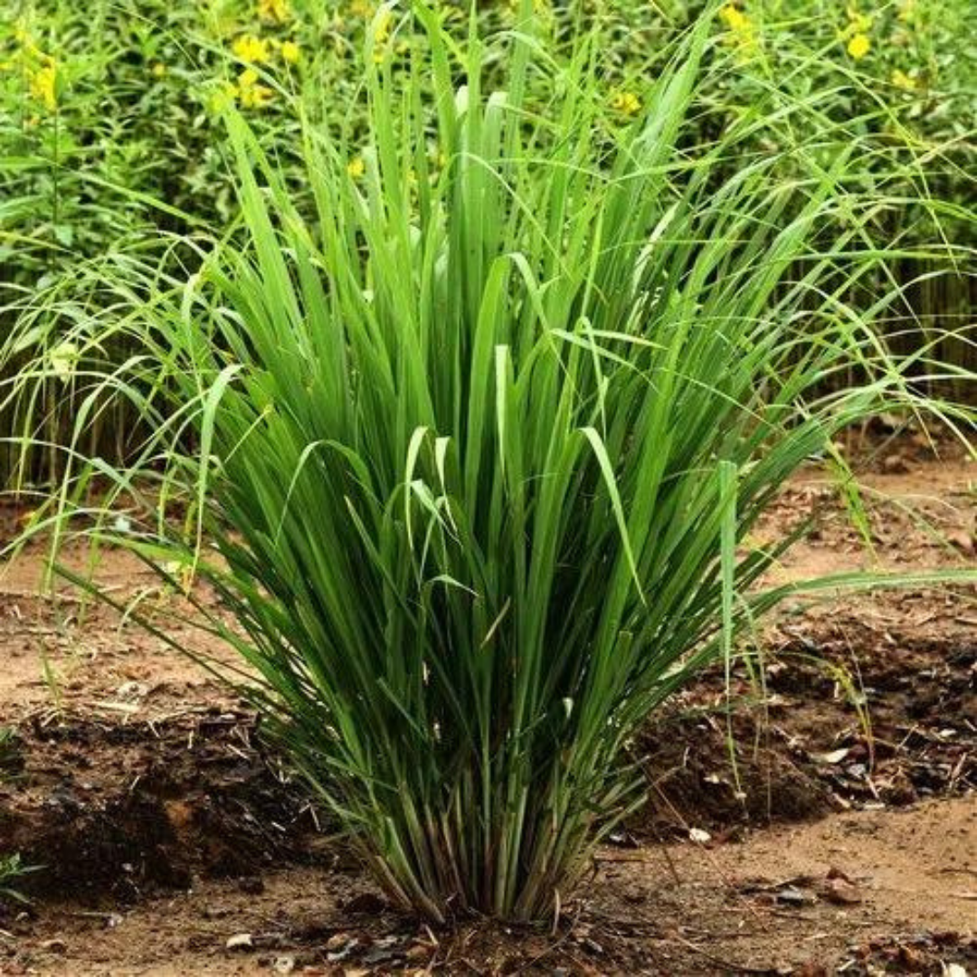 LEMON GRASS HYBRID SEEDS (50-70 seeds) plant-orbit