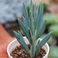 LONG BLUE CHALKSTICKS plant-orbit