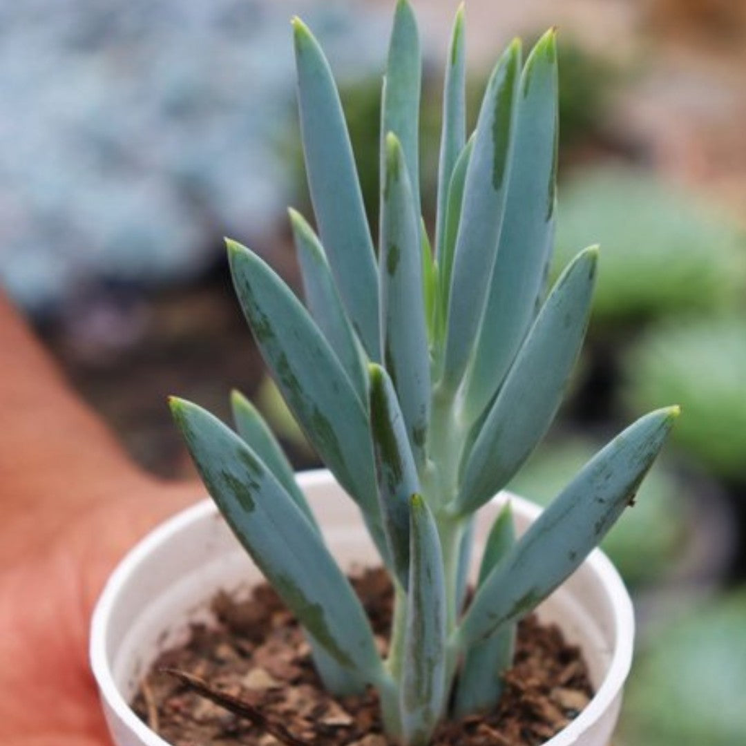 LONG BLUE CHALKSTICKS plant-orbit