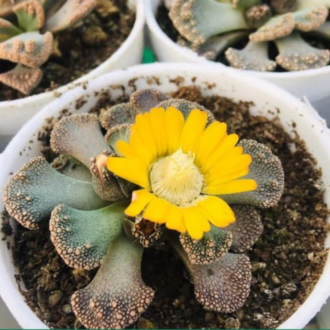 Lithops Flora (Bare Rooted)