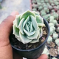 Graptoveria 'Lovely Rose' (Bare Rooted)