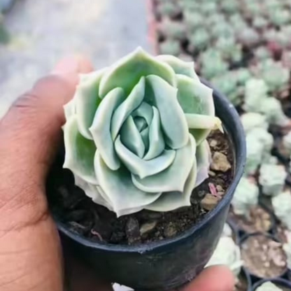 Graptoveria 'Lovely Rose' (Bare Rooted)