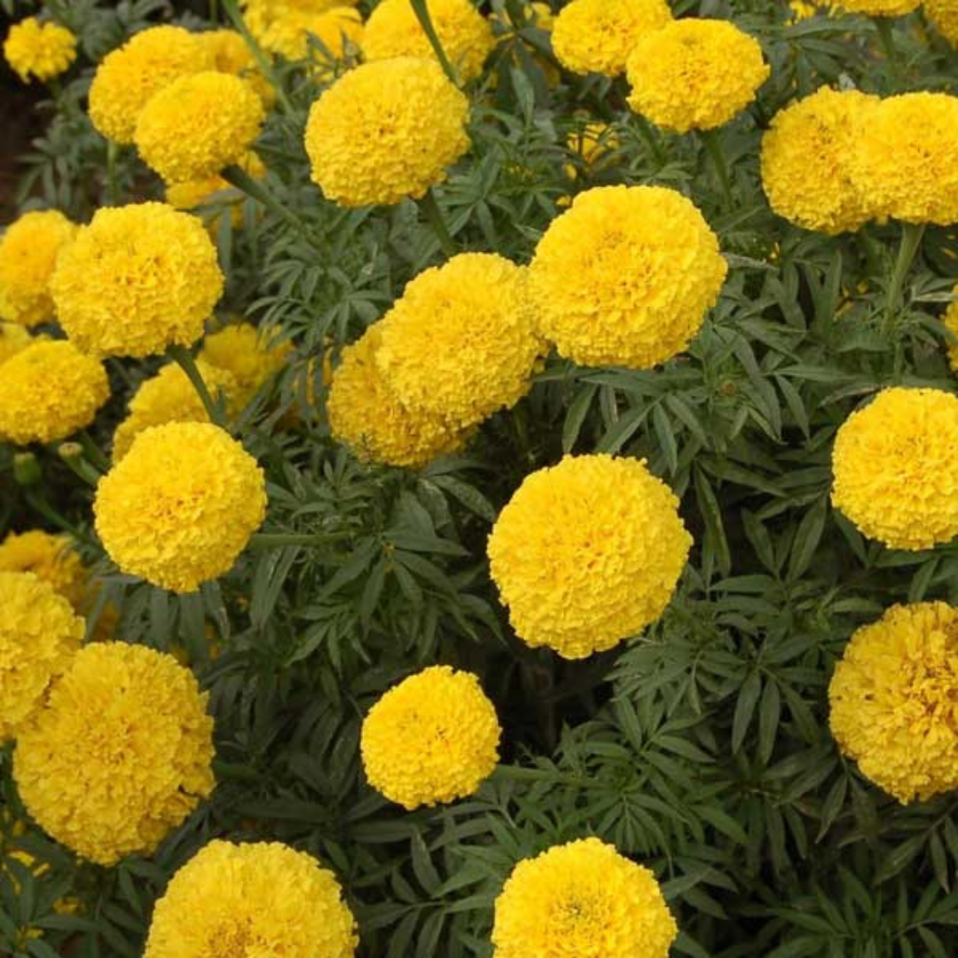 MARIGOLD- PUSA BASANTI HYBRID SEEDS (60 seeds) plant-orbit