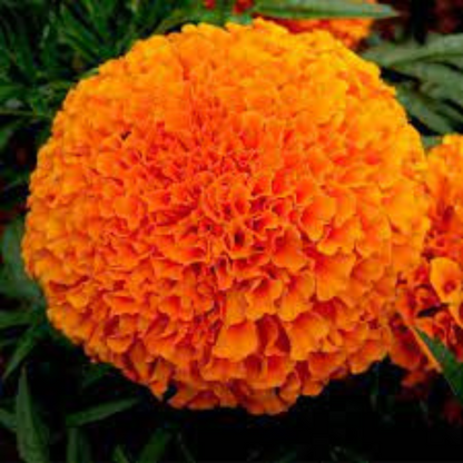 MARIGOLD ORANGE HYBRID SEEDS (40 seeds) plant-orbit