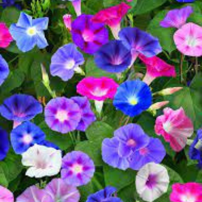 MORNING GLORY MIX HYBRID SEEDS (15-20 seeds) plant-orbit