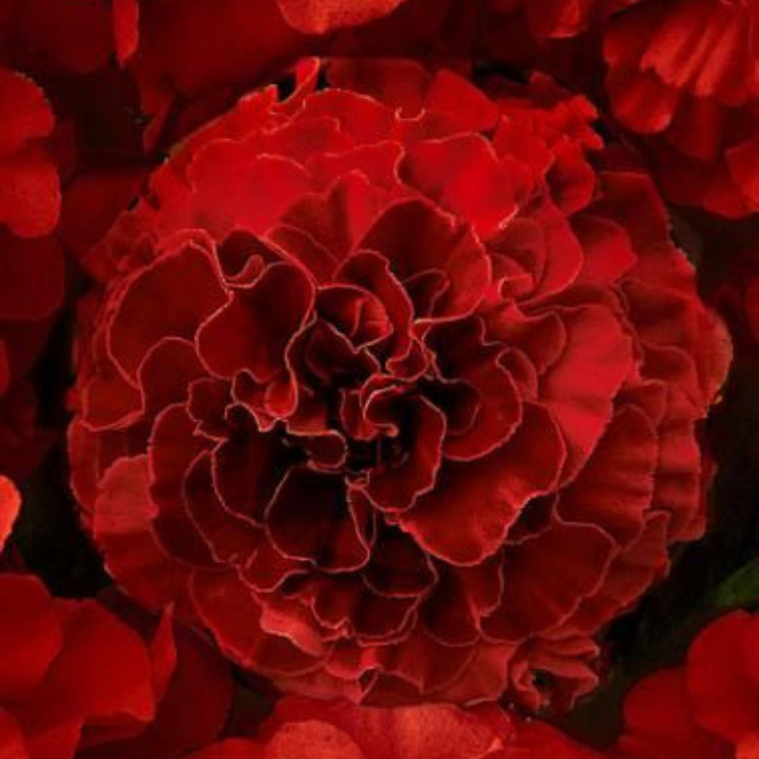 Marigold Dark Red Hybrid Seeds (10 seeds) plant-orbit