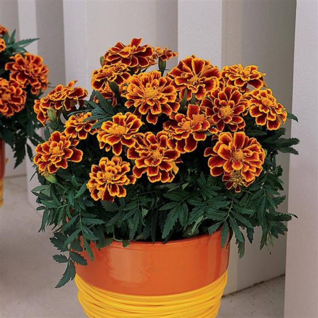 Marigold Flame Hybrid Seeds(10 seeds) plant-orbit