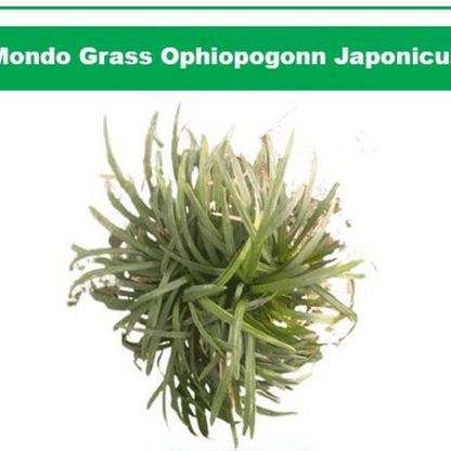 Mondo Grass Ophiopogonn japonicus plant-orbit