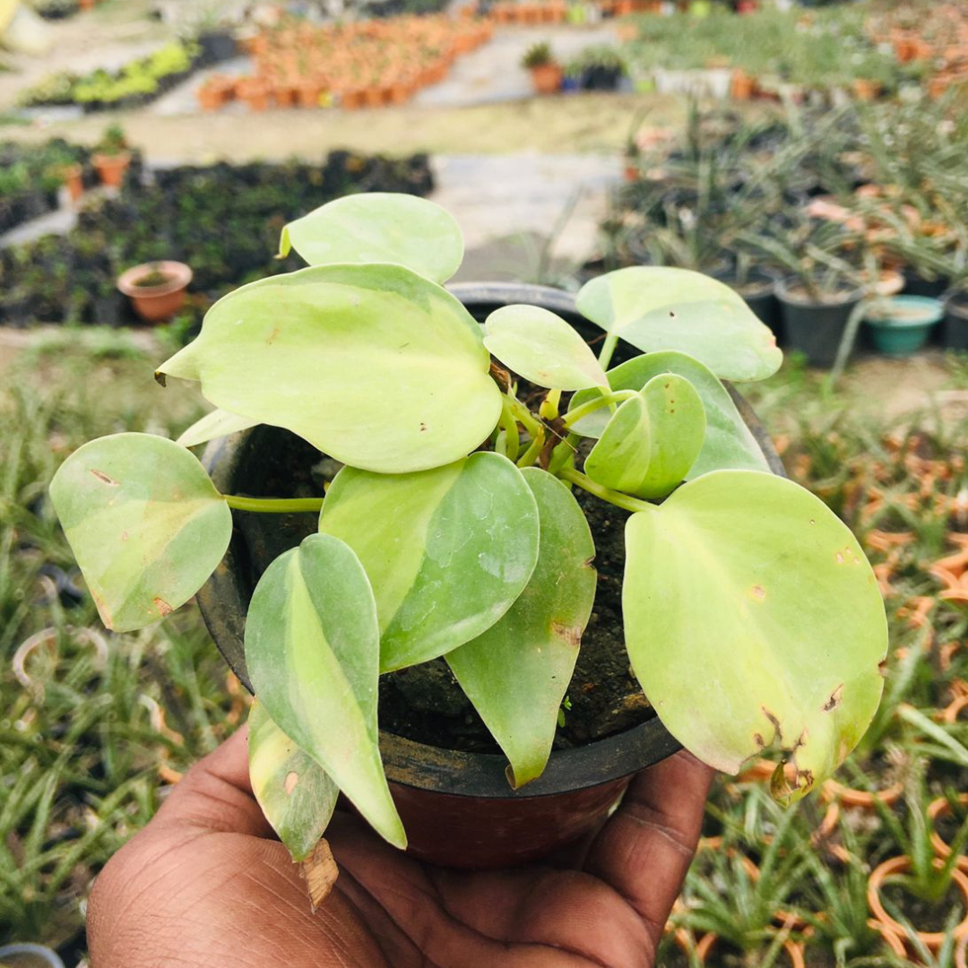 Philodendron Oxycardium (With Pot)