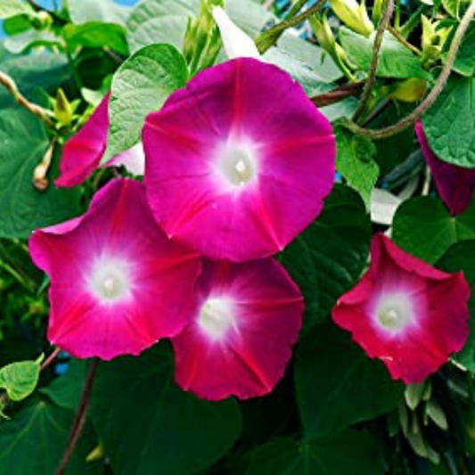 Morning Glory Red HYBRID SEEDS (15-20 seeds) plant-orbit