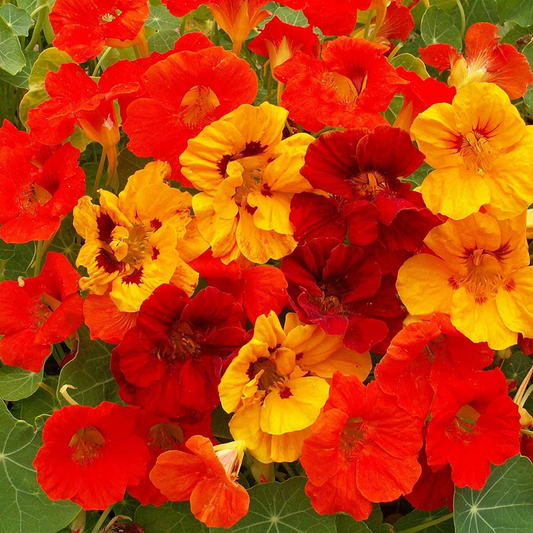 NASTURTIUM MIX HYBRID SEEDS (10 seeds) plant-orbit