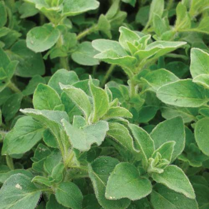 OREGANO HYBRID SEEDS (50 seeds) plant-orbit