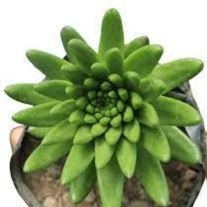 Orostachys Chanetii plant-orbit