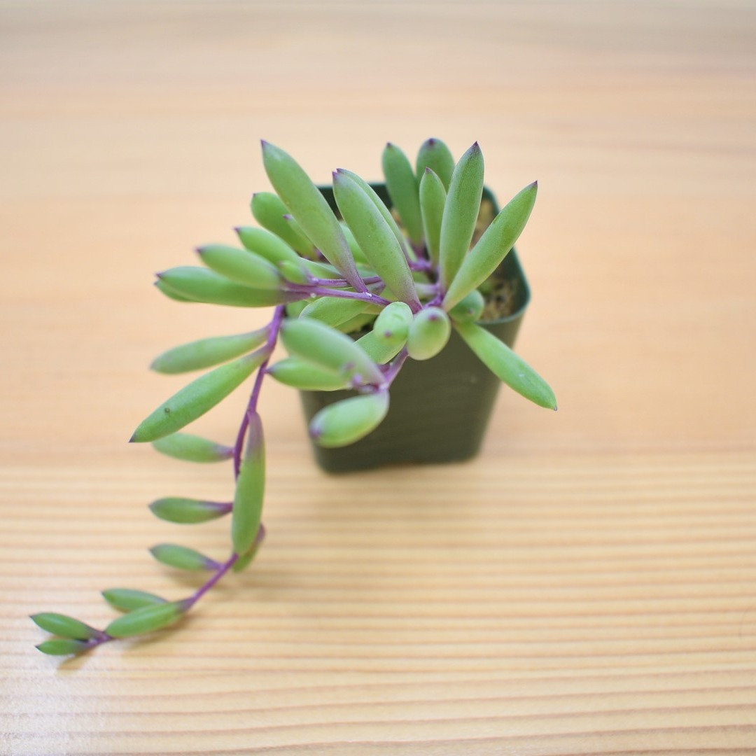 Stunning Othonna capensis 'Ruby Necklace' succulent with its vibrant green leaves and striking purple stems, displayed in a minimalist setup. This low-maintenance indoor plant adds a pop of color and elegance to any space. Find unique succulents like this at Plant Orbit, your trusted source for indoor plants.