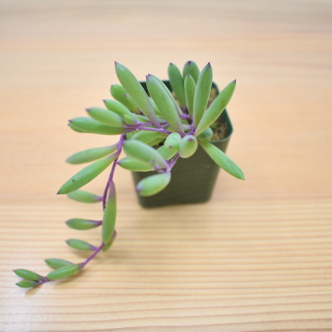 Othonna capensis-Ruby Necklace plant-orbit
