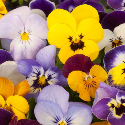 PANSY MIXED OPEN POLLINATED SEEDS (70-80 seed plant-orbit