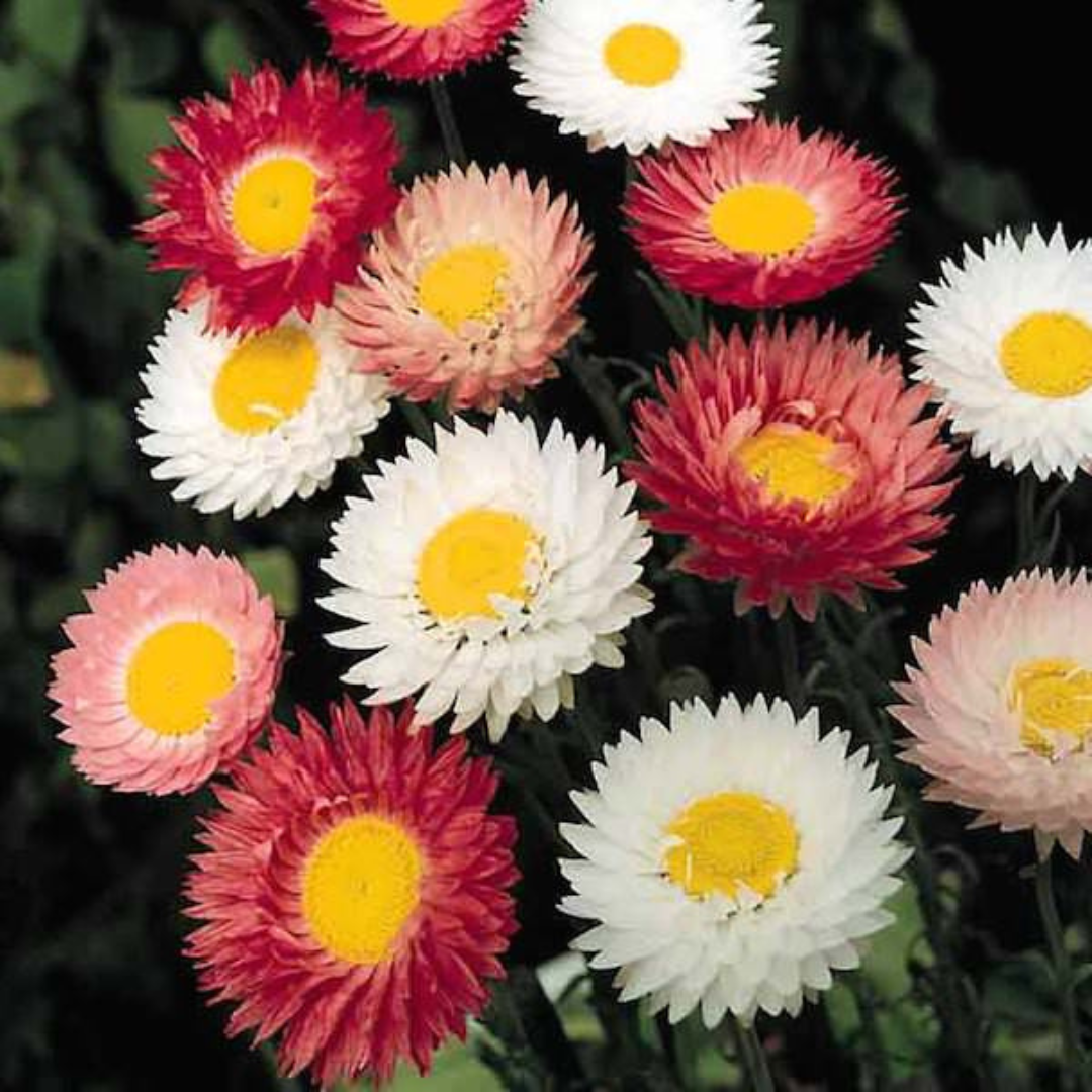 PAPER DAISY HYBRID SEEDS (80 seeds) plant-orbit