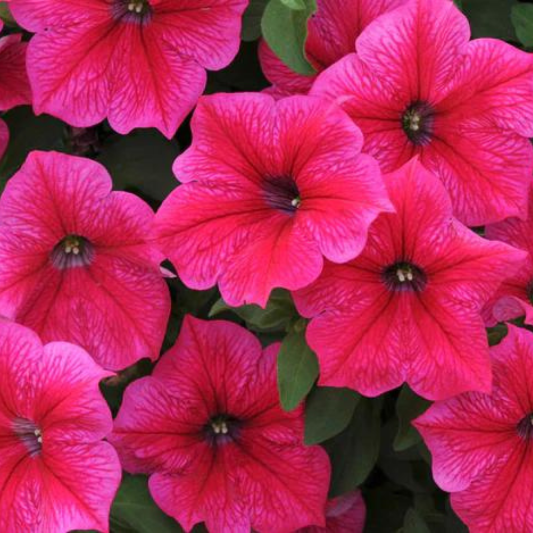 PETUNIA PINK HYBRID SEEDS (100 seeds) plant-orbit