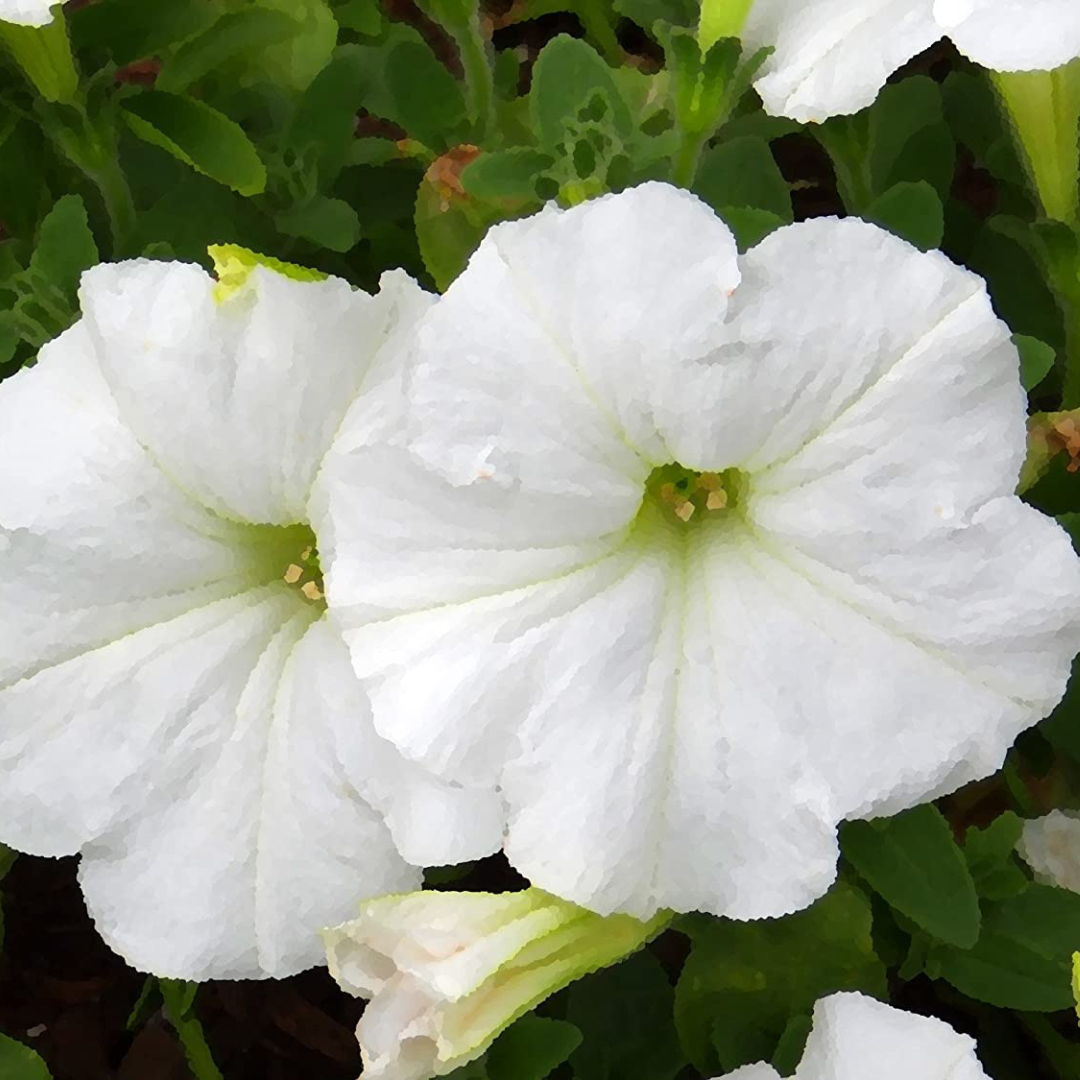 Petunia white hybrid seeds (100 seeds) plant-orbit