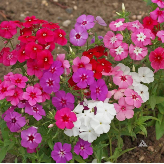 PHLOX MIXED OPEN POLLINATED SEEDS (70-80 seeds) plant-orbit