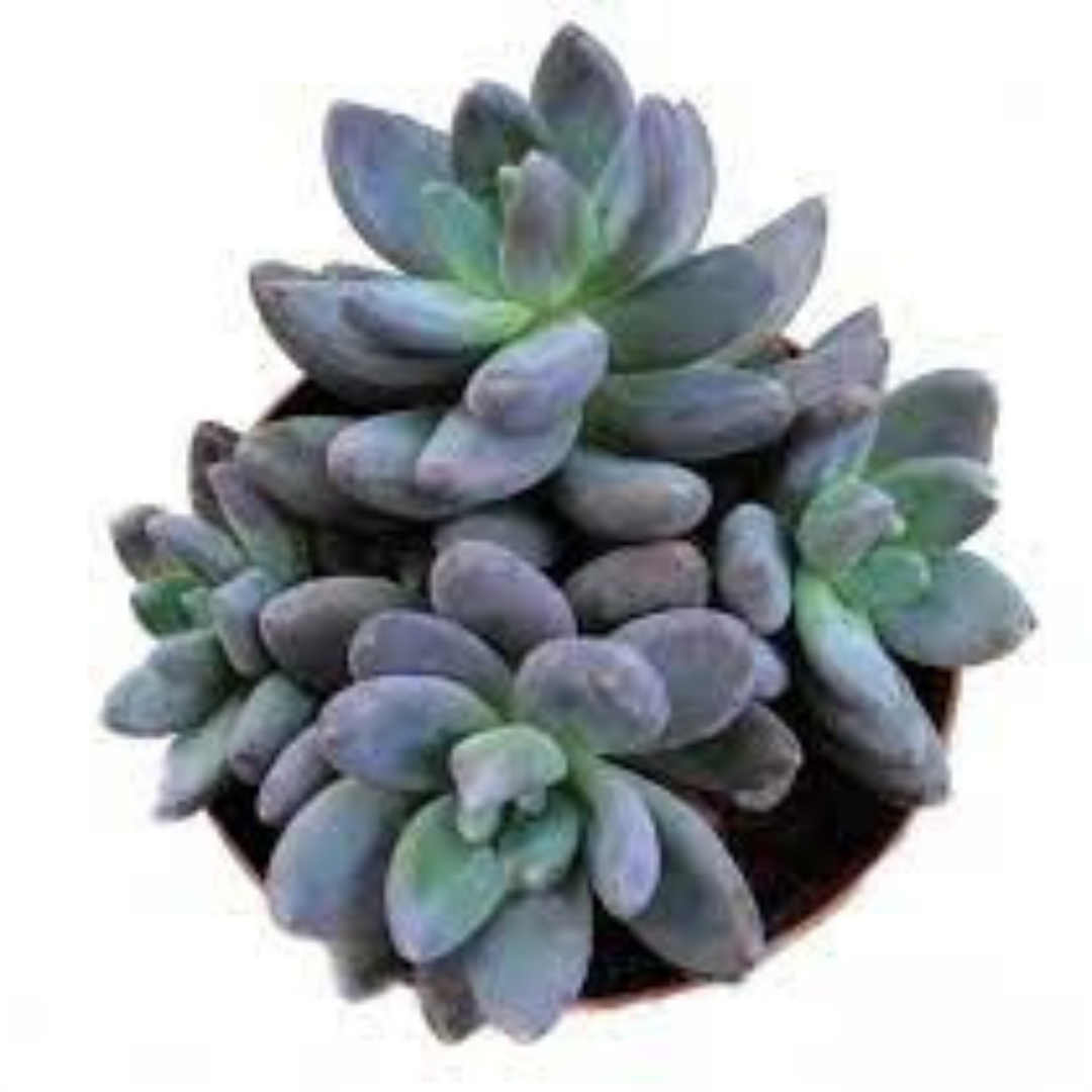 PINK SEDUM RARE plant-orbit