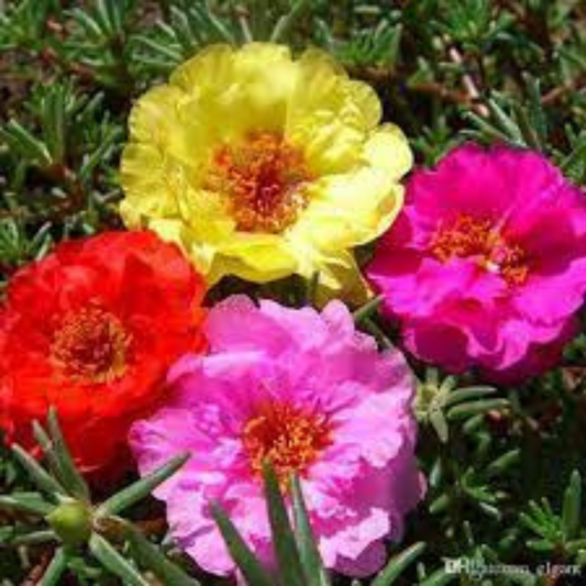 PORTULACA DOUBLE / MOSS ROSE / 9'O CLOCK MIX OPEN POLLINATED SEEDS (100 seeds) plant-orbit