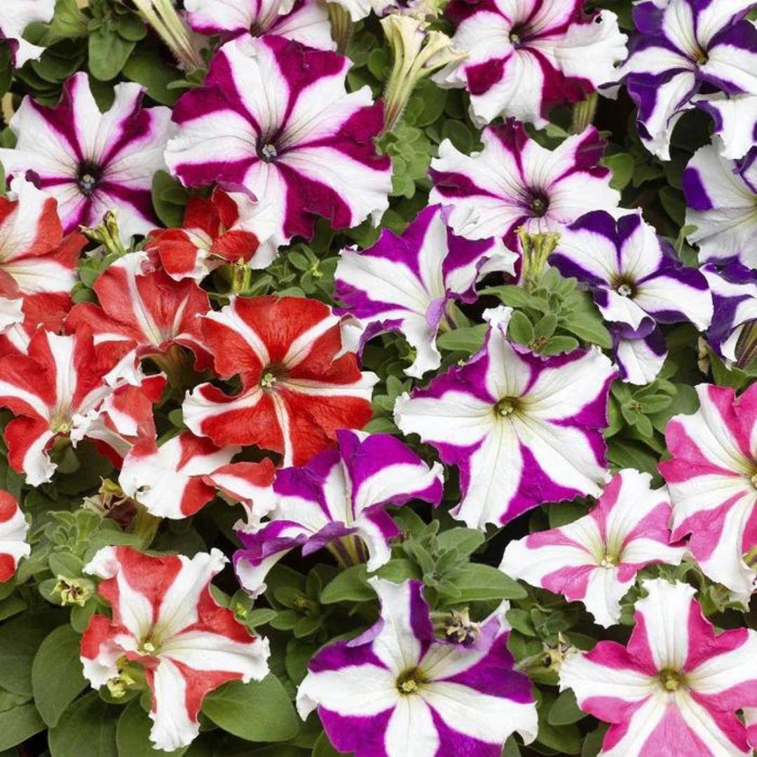 thumbnail image 2 of 20 Purple Petunia Star Flower Seeds – Fast Growing For Spring, Summer & Fall 2 of 4