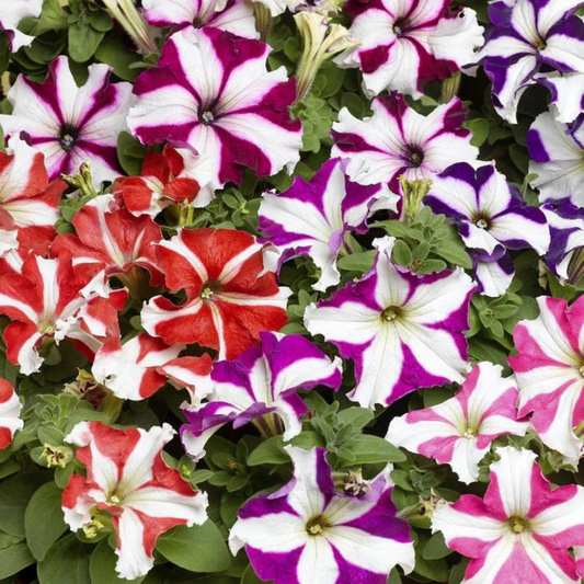 Petunia star mix hybrid seeds (80-90 seeds) plant-orbit