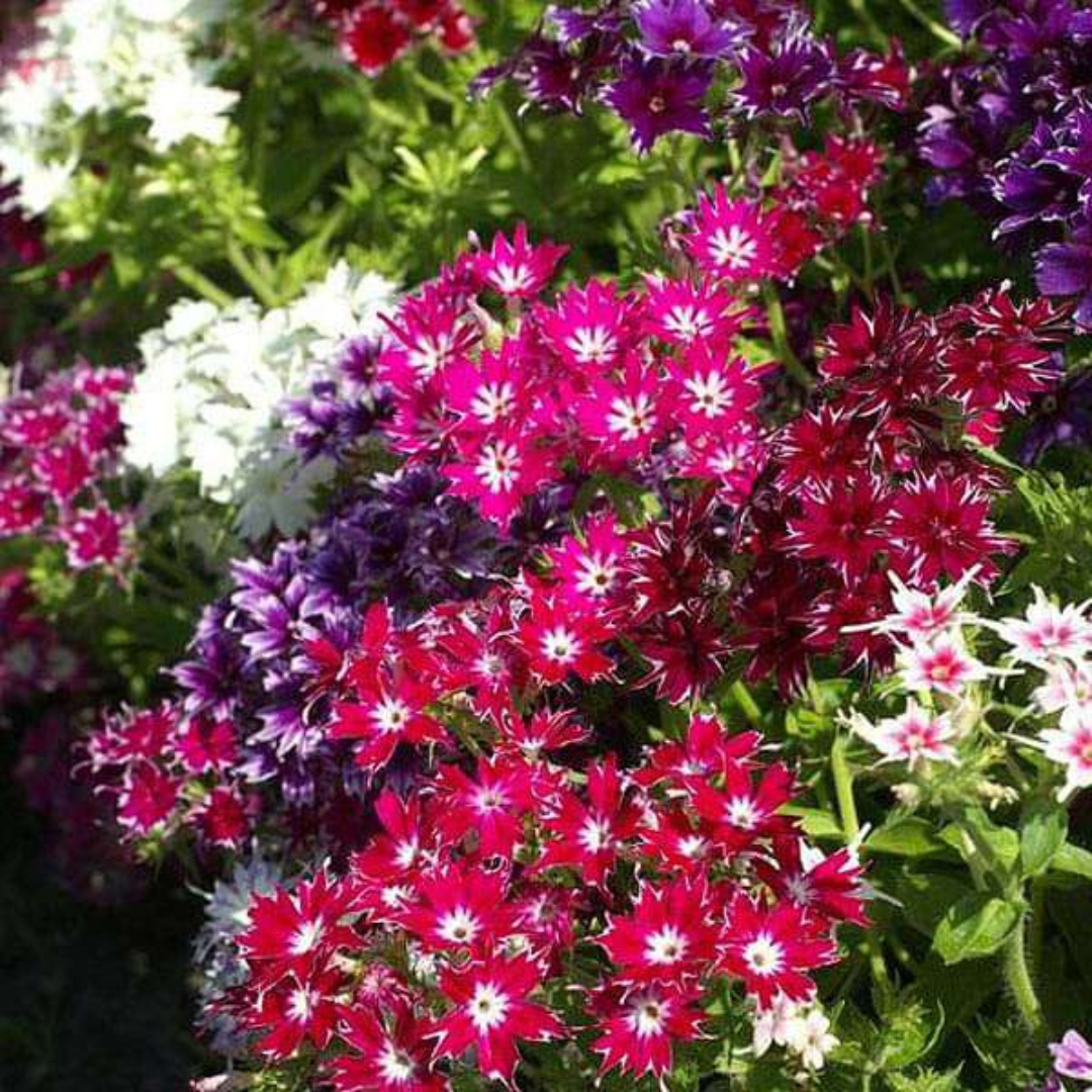 Phlox twinkle star hybrid seeds (50 seeds) plant-orbit